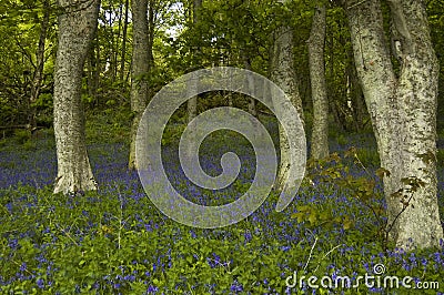 Bluebells in Dunrobin Wood,Near Golspie,Sutherland,Scotland,UK. Stock Photo