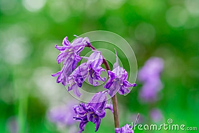 Bluebells field. Blue spring flowers Stock Photo