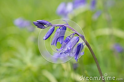 Bluebells field. Blue spring flowers Stock Photo