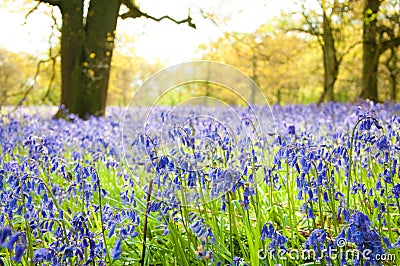 Bluebells in the forest. Stock Photo