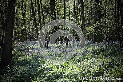 Bluebells in forest shadows Stock Photo