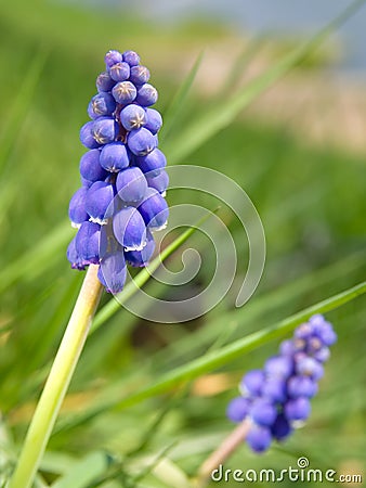 Bluebells (Grape Hyacinth, Muscari armeniacum) Stock Photo