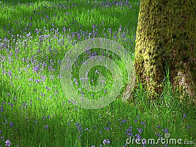 Bluebells near Staveley Stock Photo