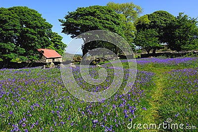 Bluebells and red roofed barn Stock Photo