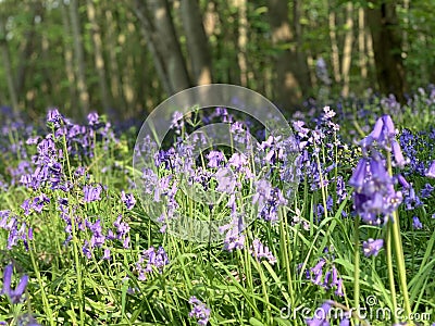 Bluebells seen in dappled springtime sunlight Stock Photo