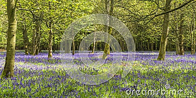 Bluebells in spring forest Stock Photo