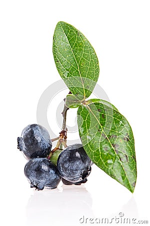 Blueberries Stock Photo