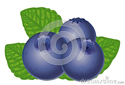 Blueberries Vector Illustration