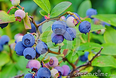 Blueberries Dwarf Shrubs With Ripe Fruits Cultivated In Garden Stock Photo