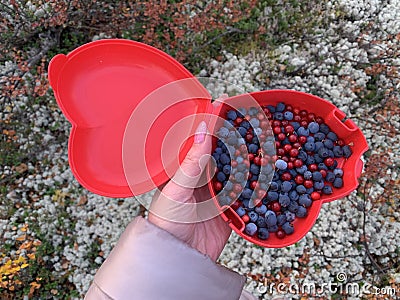 Blueberries are freshly picked from a bush in a lunchbox in the form of a heart. Stock Photo