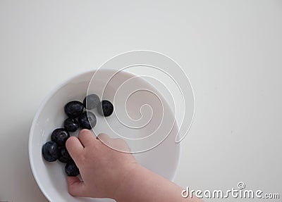 Blueberries in the hands of a child. child`s hand takes blueberries from a white bowl on a white background Stock Photo