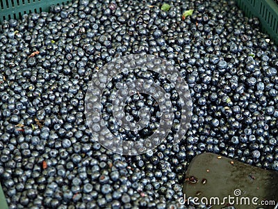 Blueberries for sale Stock Photo