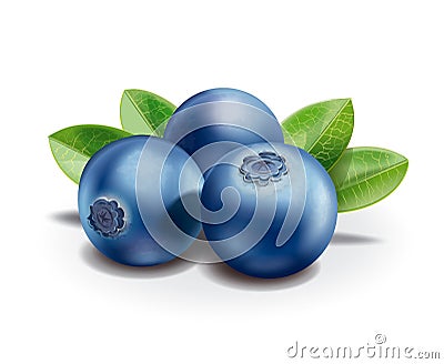 Blueberry Vector Illustration