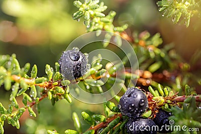 Blueberry antioxidants on a background of Norwegian nature Stock Photo