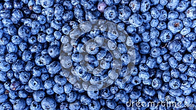 Ripe and juicy fresh picked blueberries closeup Stock Photo