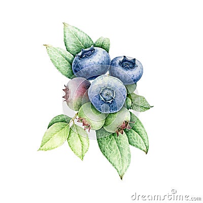 Blueberry berries with leaf watercolor illustration. Ripe huckleberry on a branch close up hand drawn image. Cartoon Illustration