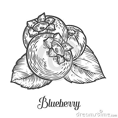 Blueberry berry, fruit, leaf, plant. Superfood organic berry. Engraved hand drawn Vector Illustration