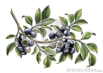 Blueberry branch hand drawing vintage clip art isolate on white Stock Photo