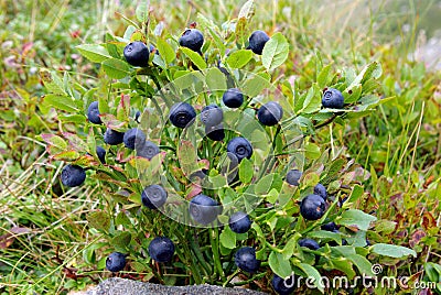 Blueberry bush Stock Photo