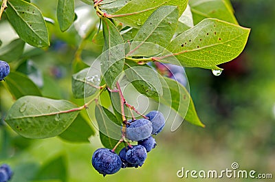 Blueberry on bush with raindrop Stock Photo