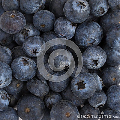 blueberry closeup Stock Photo