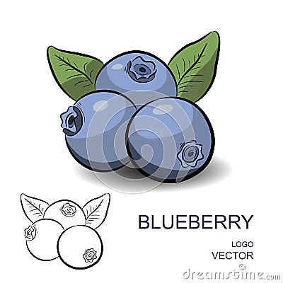 Blueberry Vector Illustration