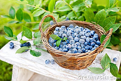 Blueberry. Fresh berries with leaves in basket in a garden. Harvesting blueberry Stock Photo