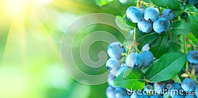 Blueberry. Fresh and ripe organic Blueberries plant growing in a garden. Diet, dieting, healthy vegan food. Blue berry hanging Stock Photo