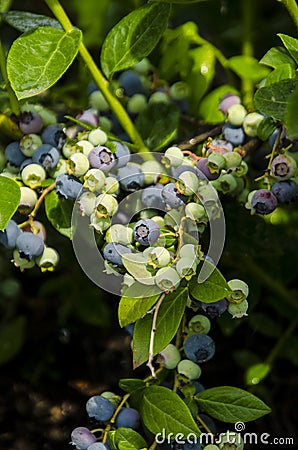 Blueberry fruits on the bush in the garden. Healthy nutrition. proper nutrition.Fresh berries on the branches, field farm. Stock Photo