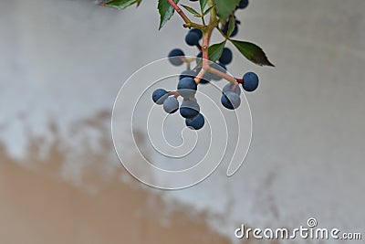 Blueberry fruits hang on a tree. Stock Photo