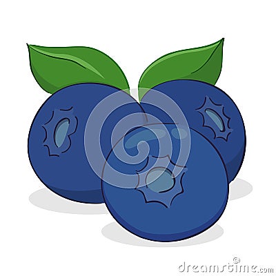 Blueberry Fruits Vector Illustration