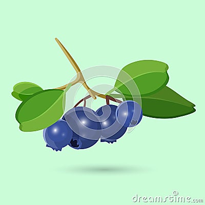 Blueberry with green leaf on white. Botanical vector illustration Vector Illustration