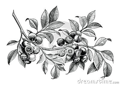 Blueberry hand drawing vintage clip art isolate on white background Vector Illustration