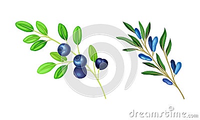 Blueberry and Honeyberry Branch with Hanging Ripe Edible Berry Vector Set Vector Illustration