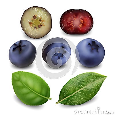 Blueberry And Huckleberry Berries Food Set Vector Stock Photo