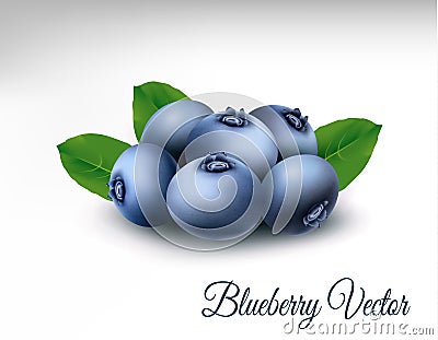 Blueberry with leaves. vector Vector Illustration