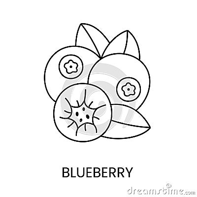Blueberry line icon in vector, berry illustration Vector Illustration