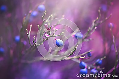 Blueberry nature background. Juicy and fresh wildberry Stock Photo