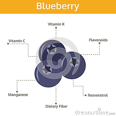 Blueberry nutrient of facts and health benefits, info graphic Vector Illustration