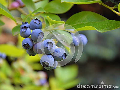 Blueberry plant Stock Photo