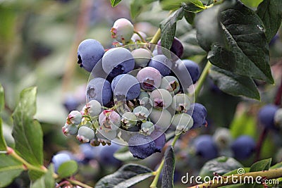 Blueberry plant with some ripe blueberries and some still green Stock Photo