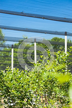 Blueberry plantation with plants in grow bags and anti-hail net Stock Photo