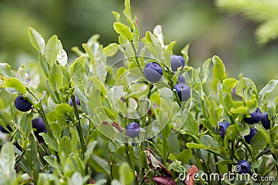 Blueberry shrubs Stock Photo