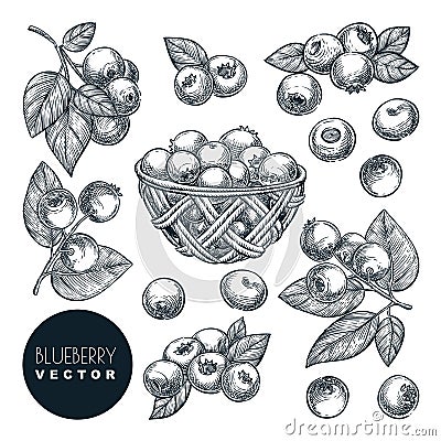 Blueberry sketch vector illustration. Bog whortleberry harvest in wooden basket. Hand drawn agriculture design elements Vector Illustration