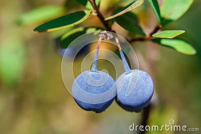 Blueberry twig, blueberry bush in a garden in summer time. Macro Stock Photo