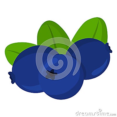 Blueberry vector..Fresh blueberry illustration Vector Illustration