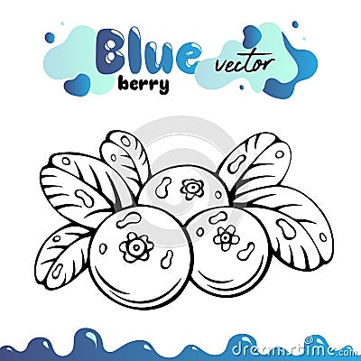 Blueberry vector illustration, berries images. Isolated blueberry vector illustration for menu, package design. Sketch Vector Illustration