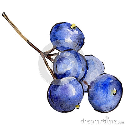 Blueberry wild fruit in a watercolor style isolated. Stock Photo