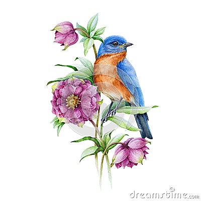 Bluebird on blooming hellebore pink flower watercolor illustration. Realistic floral spring image Isolated on the white Cartoon Illustration