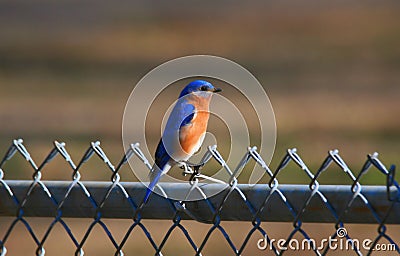 Bluebird on a chain link fence Stock Photo